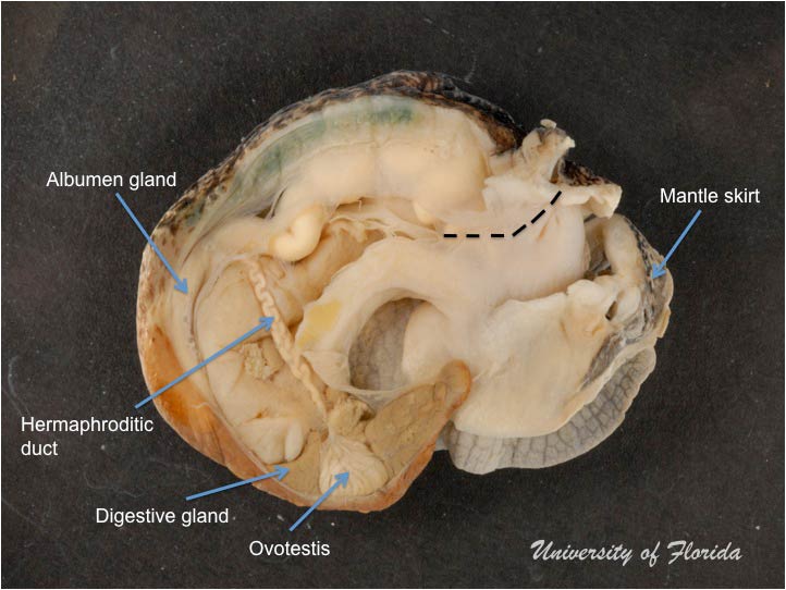 snail dissection step 5 cut along the length of the thin membrane (fig. 12)