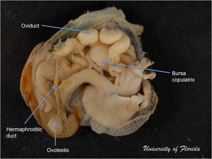 snail dissection step 6 peel back the membrane to expose the internal organs (fig. 13)