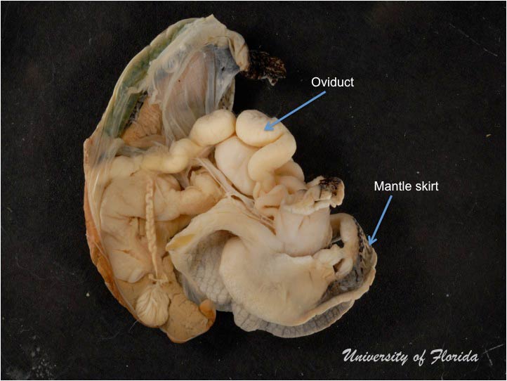 snail dissection step 6 peel back the membrane to expose the internal organs (fig. 14)