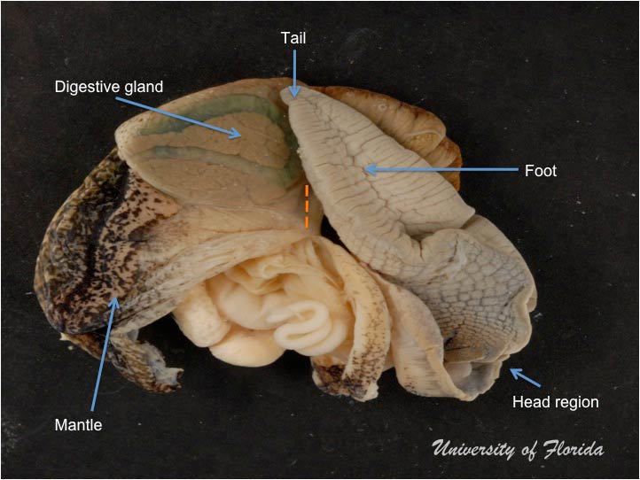 snail dissection step 6 peel back the membrane to expose the internal organs (fig. 15)