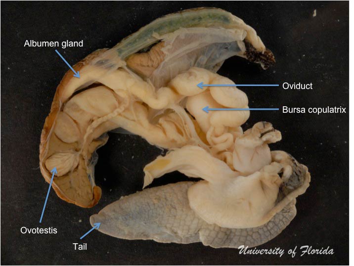 snail dissection step 7 remove ovotestis from digestive gland  (fig. 16)