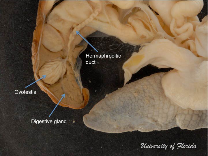 snail dissection step 7 remove ovotestis from digestive gland (fig. 17)