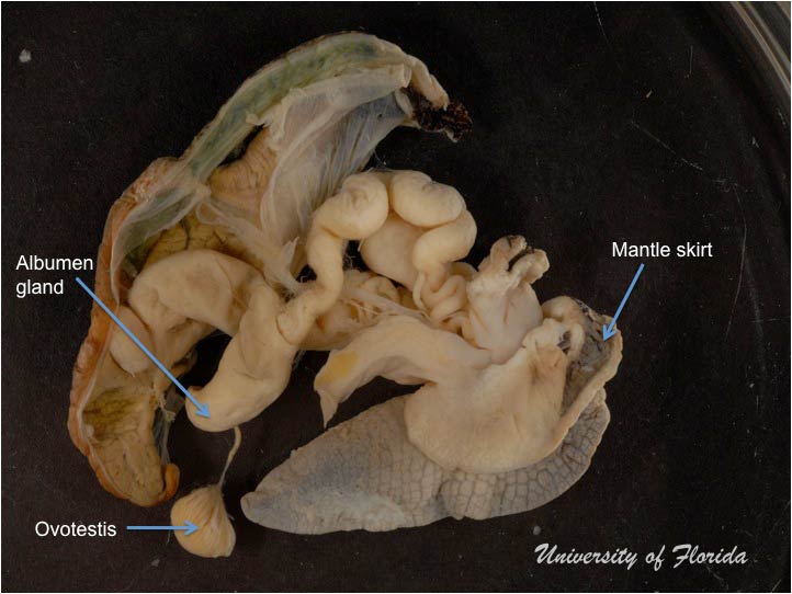 snail dissection step 7 remove ovotestis from digestive gland (fig. 18)