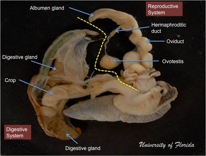 snail dissection step 7 remove ovotestis from digestive gland (fig. 19)