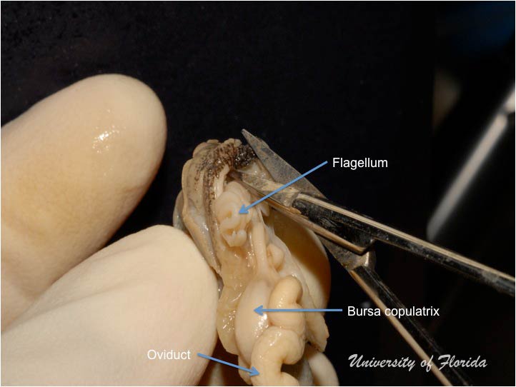 snail dissection step 8 cut forward into the mantle skirt to expose the base of the reproductive system (fig. 20)