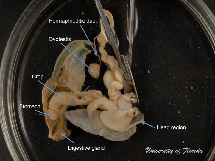 snail dissection step 8 cut forward into the mantle skirt to expose the base of the reproductive system (fig. 21)