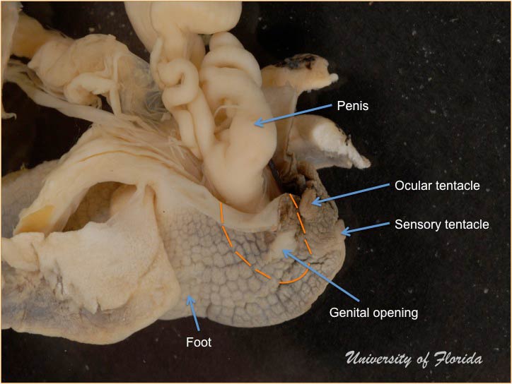 snail dissection step 9 detach the reproductive system (fig. 22)