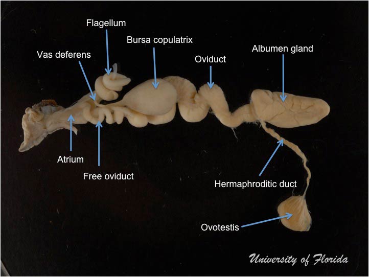 snail dissection step 9 detach the reproductive system (fig. 23)