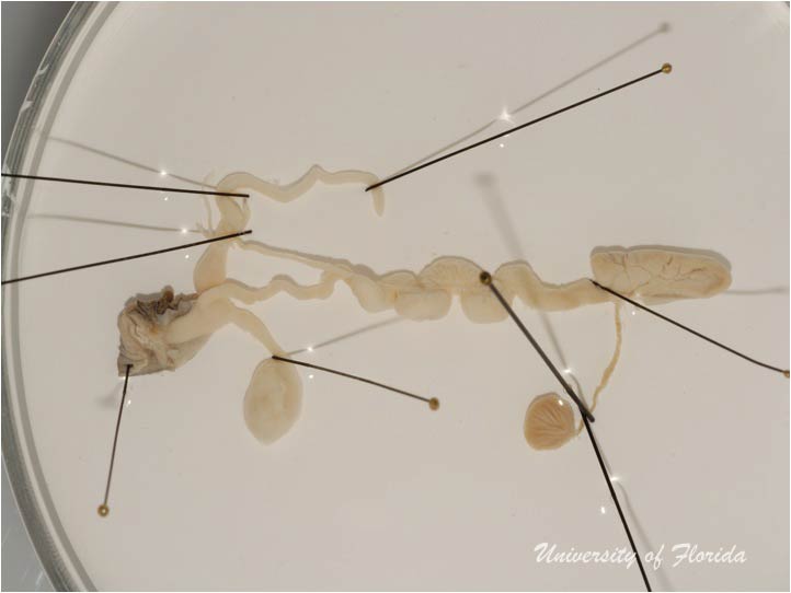 snail dissection step 10 treatment for photography (fig. 24)
