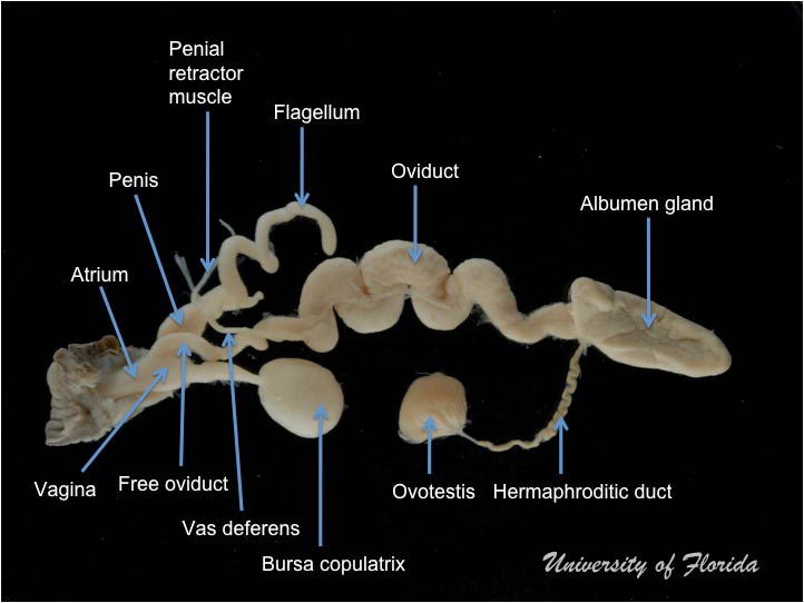 snail dissection step 10 treatment for photography (fig. 25)