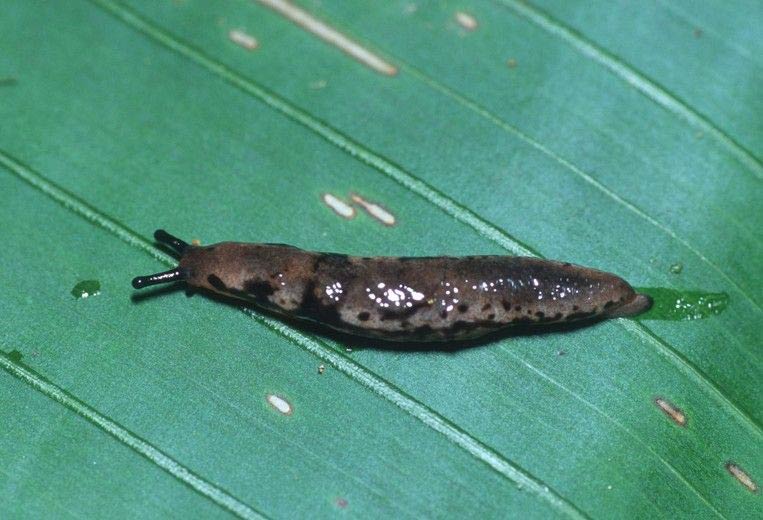             Pallifera costaricensis:  note black band behind head .    (Photo: © 2005 William Leonard)   