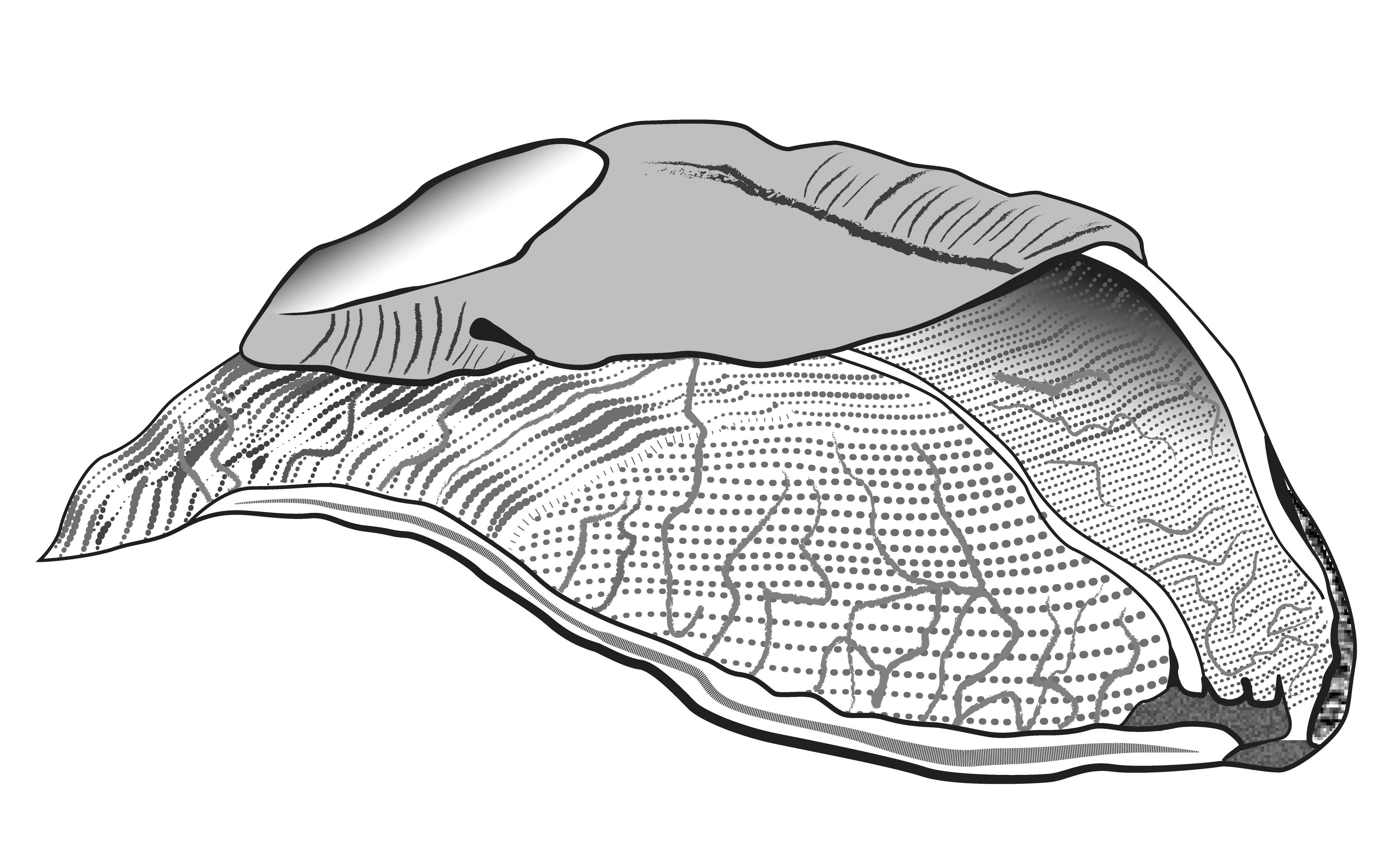             Parmacella ibera.  (Photo: © K. Weigel)   