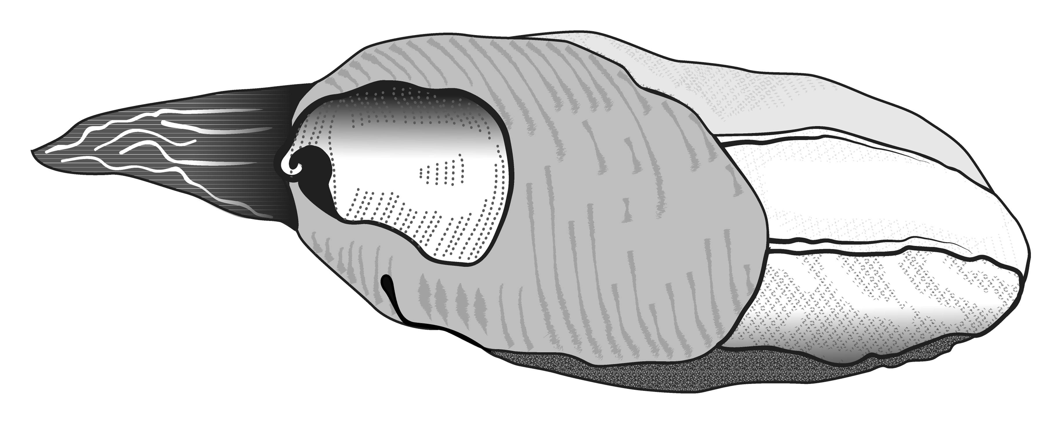             Parmacella ibera.  (Photo: © K. Weigel)   