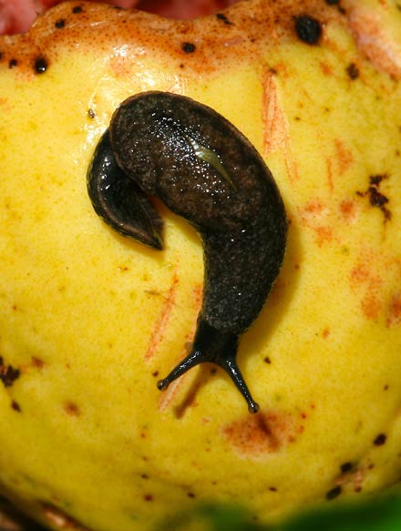             Parmarion martensi . (Photo: © T.B. Kinsey, The Firefly   Forest)   