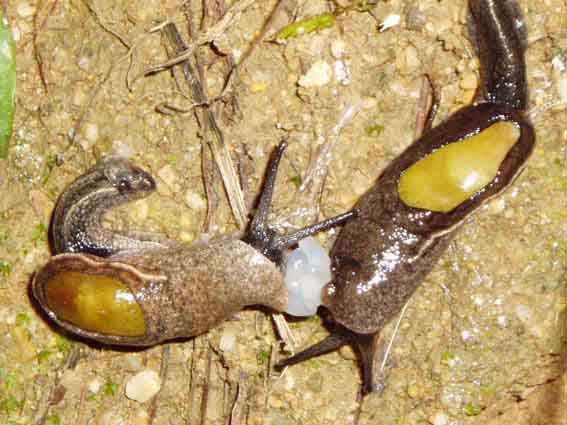             Parmarion martensi . (Photo: © M. Hoso, Hoso's   Website)   