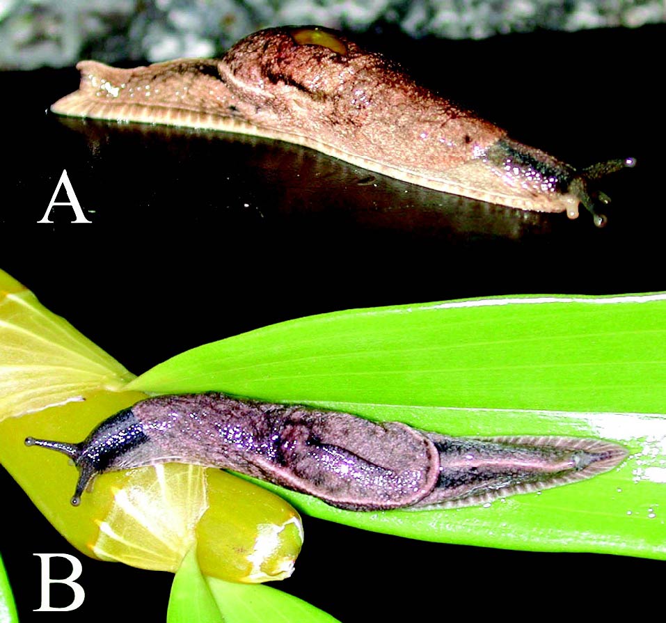             Parmarion martensi . (Photo: © USDA)   