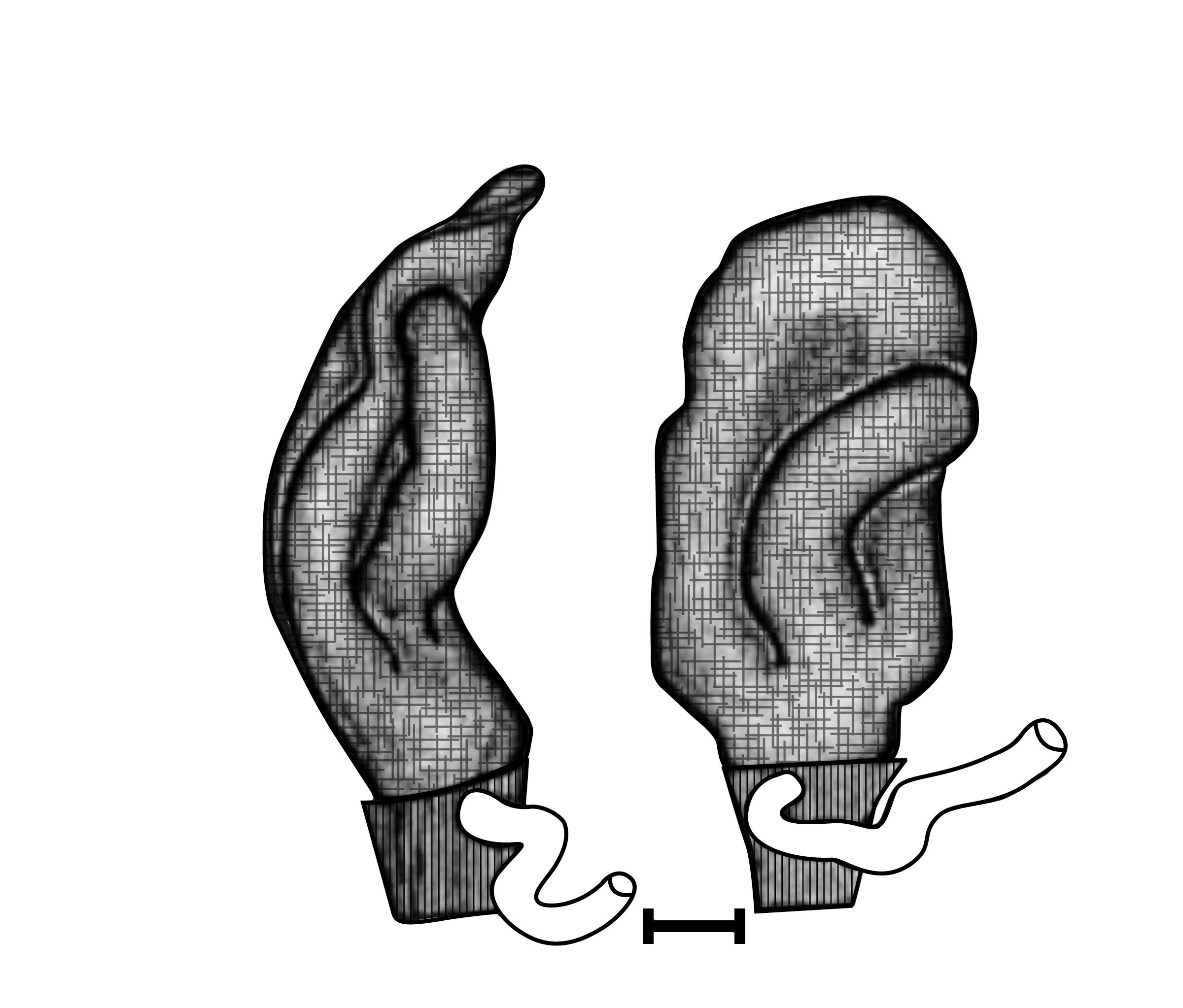             Phyllocaulis gayi:  penis. (Photo: © S. Rodrigues Gomes, Academy   of Natural Sciences)   