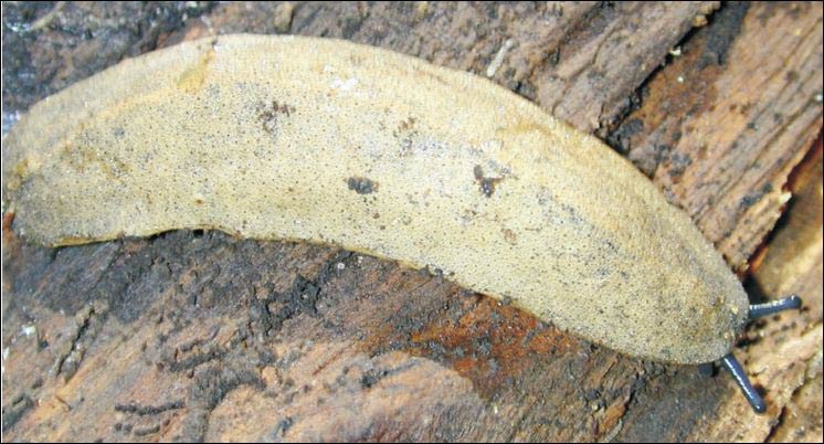             Phyllocaulis gayi  .  (Photo: © S. Rodrigues Gomes, Academy of   Natural Sciences)   