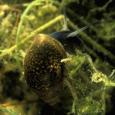             Physella acuta.  (Photo: © Dr. Roy Anderson,   MolluscIreland)   