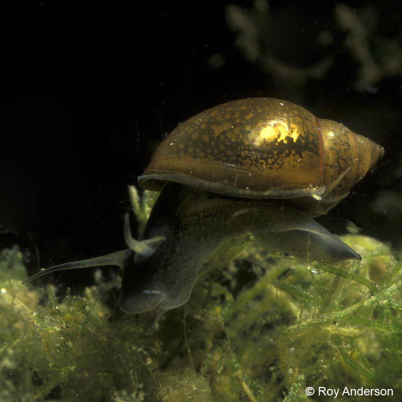             Physella acuta.  (Photo: © Dr. Roy Anderson,   MolluscIreland)   