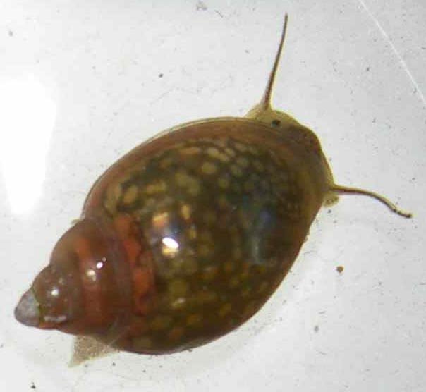             Physella acuta.  (Photo: © N. Yotarou, Wikipedia)   