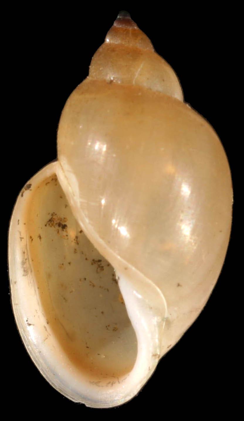             Physella acuta.  (Photo: © F.W. Schultes,   Wikipedia)   