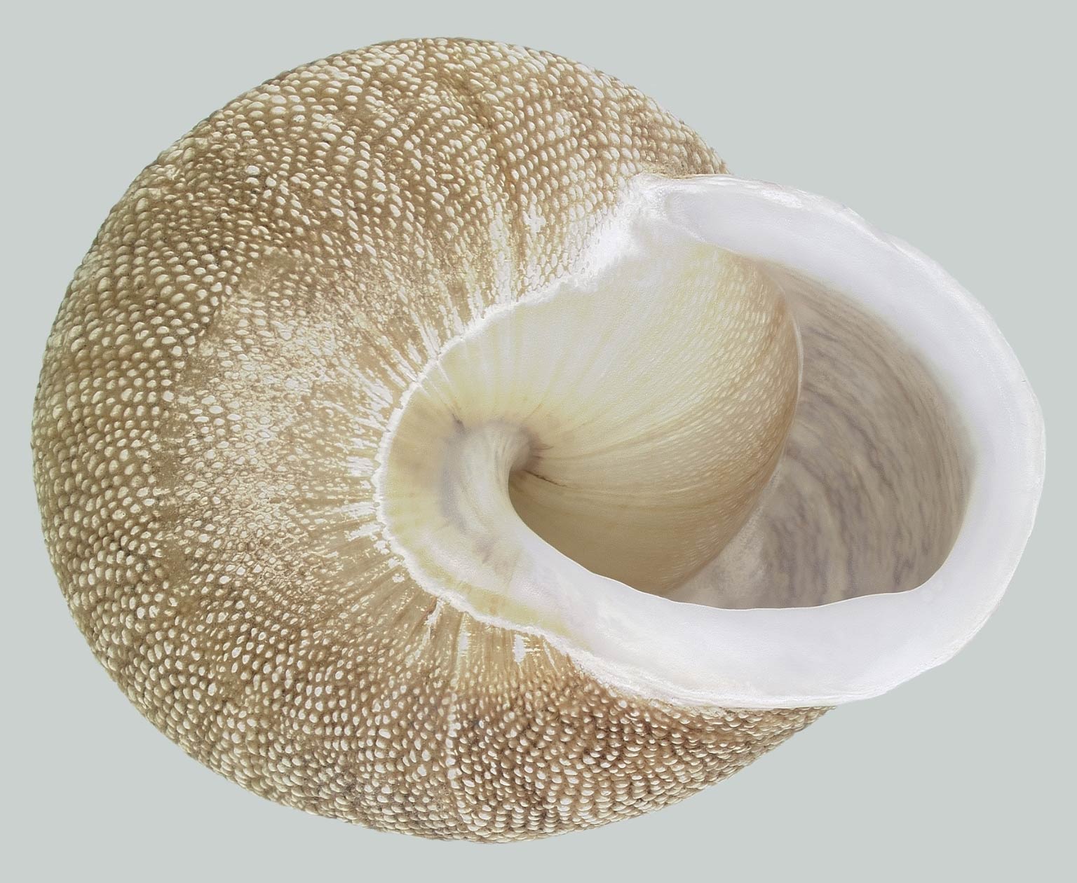             Granodomus lilma . (Photo: © N. Wright, FDACS)   