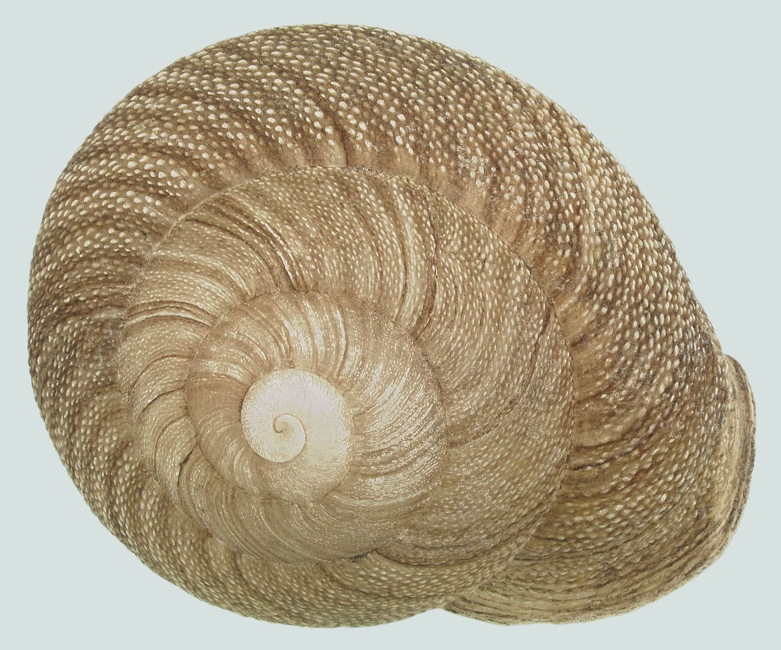             Granodomus lilma . (Photo: © N. Wright, FDACS)   