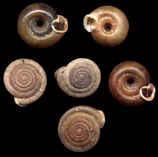             Polygyra cereolus.  (Photo: © B. Frank,   Jacksonville)   
