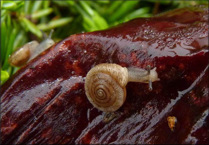             Polygyra cereolus.  (Photo: © B. Frank,   Jacksonville)   