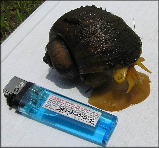             Pomacea canaliculata  .  (Photo: © B. Frank,   Jacksonville)   