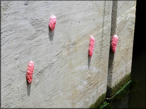             Pomacea canaliculata:  pink-colored eggs .  (Photo: © B.   Frank, Jacksonville)   
