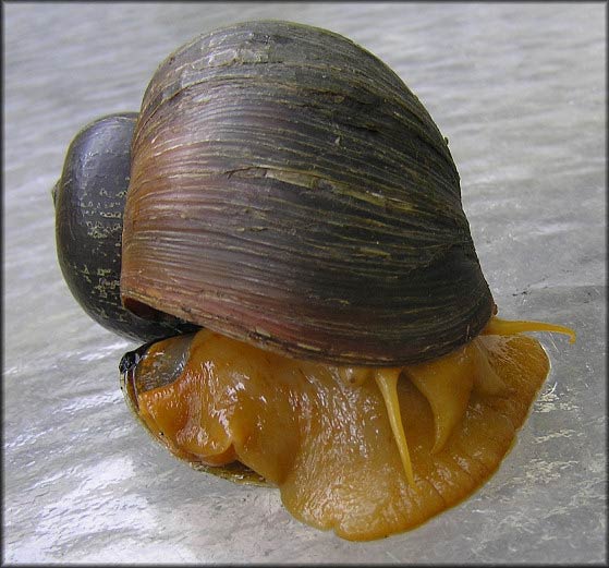             Pomacea canaliculata  .  (Photo: © B. Frank,   Jacksonville)   
