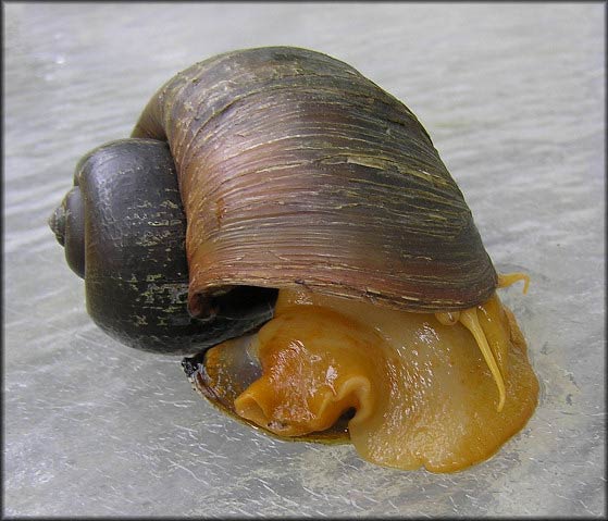             Pomacea canaliculata  .  (Photo: © B. Frank,   Jacksonville)   