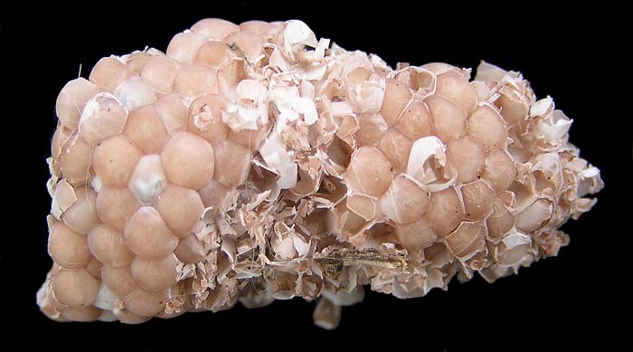             Pomacea diffusa:  eggs .  (Photo: © B. Frank,   Jacksonville)   