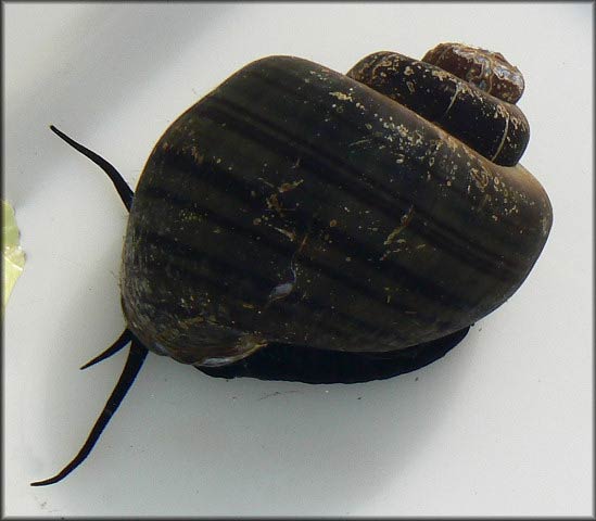            Pomacea diffusa  .  (Photo: © B. Frank,   Jacksonville)   