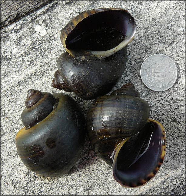             Pomacea diffusa  .  (Photo: © B. Frank,   Jacksonville)   