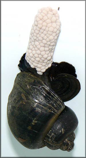             Pomacea diffusa:  adult laying eggs .  (Photo: © B. Frank,   Jacksonville)   