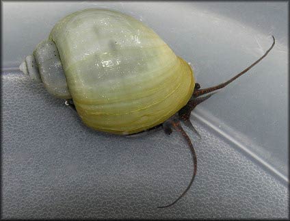             Pomacea diffusa:  blue variant .  (Photo: © B. Frank,   Jacksonville)   