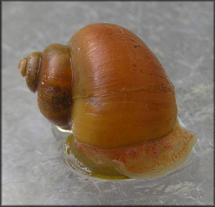             Pomacea diffusa:  golden variant .  (Photo: © B. Frank,   Jacksonville)   