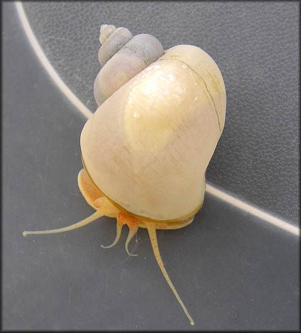             Pomacea diffusa:  ivory variant .  (Photo: © B. Frank,   Jacksonville)   