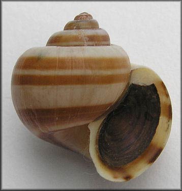             Pomacea glauca  .  (Photo: © B. Frank,   Jacksonville)   