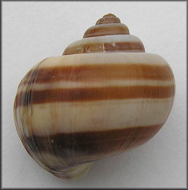             Pomacea glauca  .  (Photo: © B. Frank,   Jacksonville)   