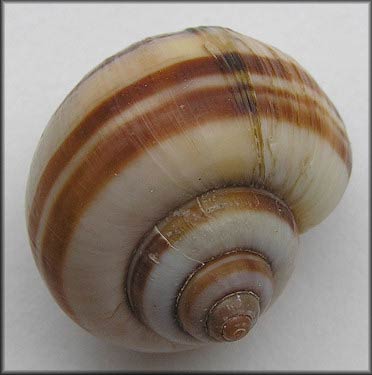             Pomacea glauca  .  (Photo: © B. Frank,   Jacksonville)   