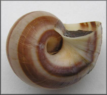             Pomacea glauca  .  (Photo: © B. Frank,   Jacksonville)   
