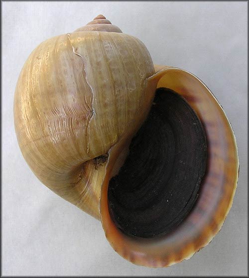             Pomacea haustrum  .  (Photo: © B. Frank,   Jacksonville)   