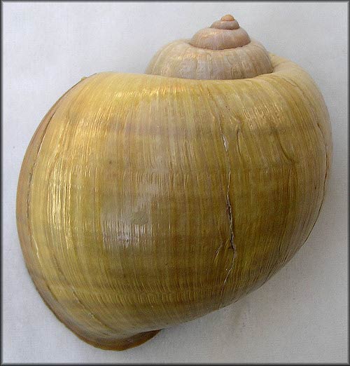             Pomacea haustrum  .  (Photo: © B. Frank,   Jacksonville)   