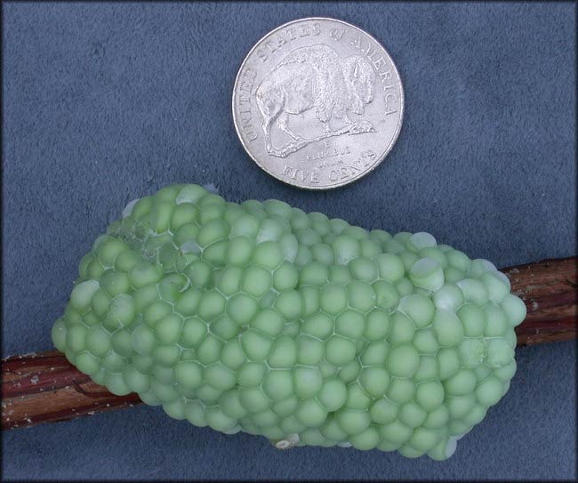             Pomacea haustrum:  green-colored eggs .  (Photo: © B. Frank,   Jacksonville)   
