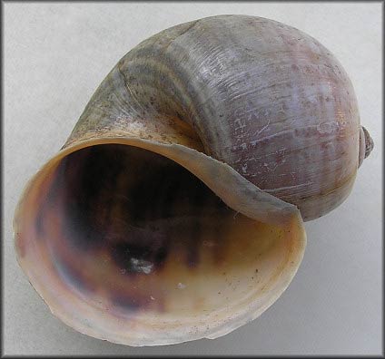             Pomacea insularum  .  (Photo: © B. Frank,   Jacksonville)   