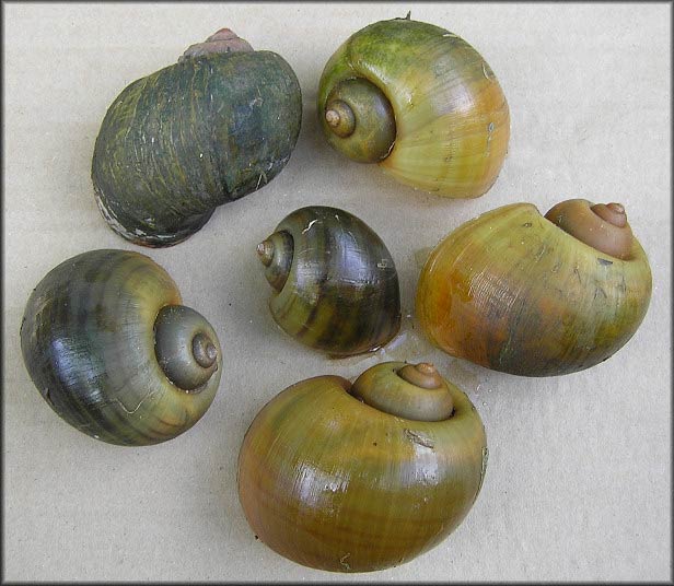            Pomacea insularum  .  (Photo: © B. Frank,   Jacksonville)   